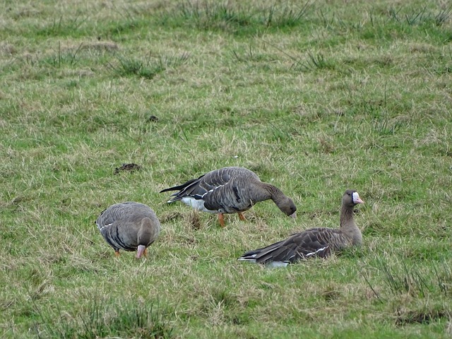 引進國際級 引進國際級